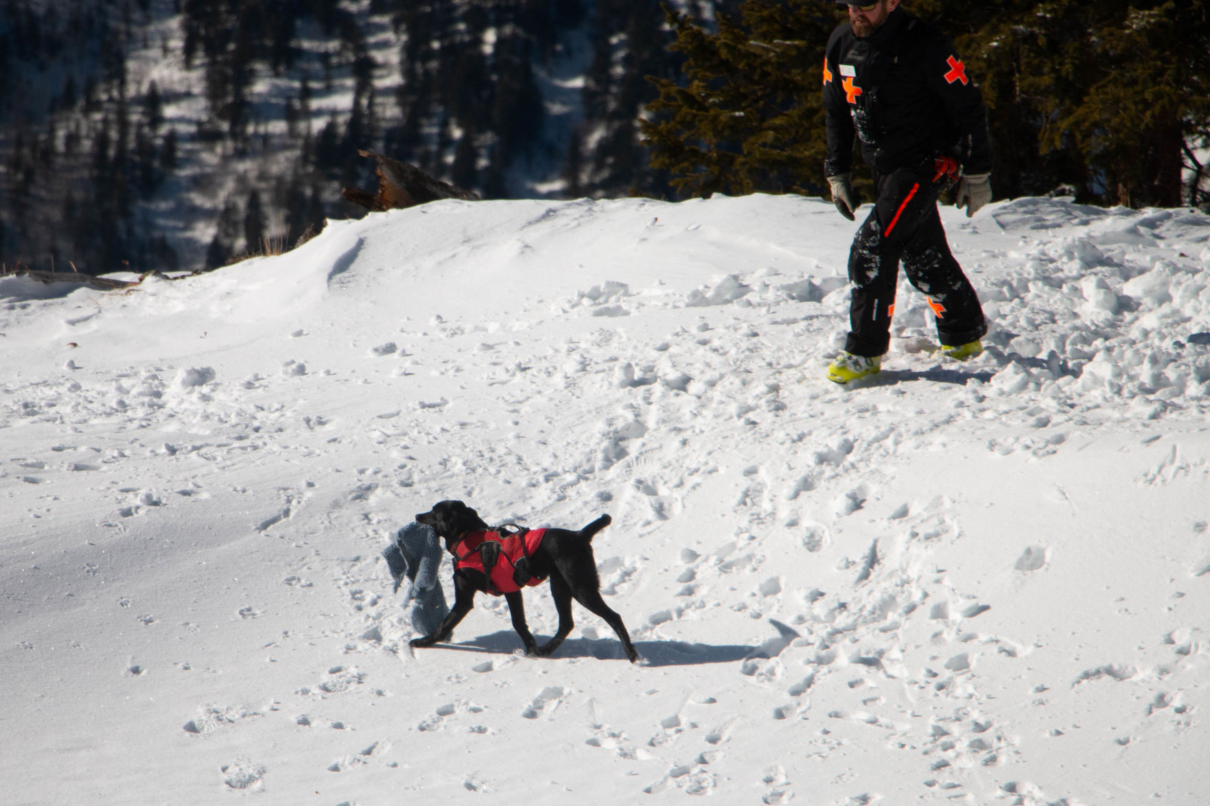 SkiDogs-9310.jpg